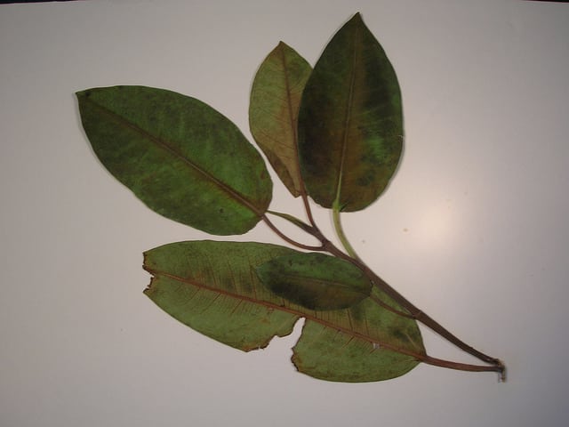 Ficus macrophylla