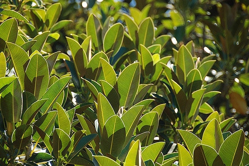 Ficus macrophylla