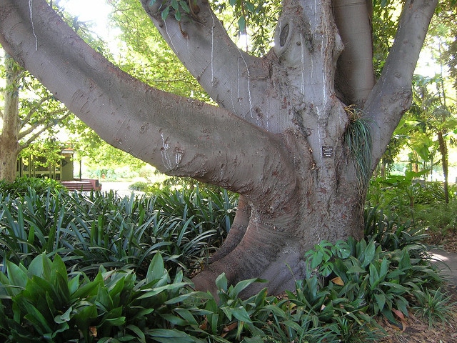 Ficus macrophylla (Ficus macrophylla)