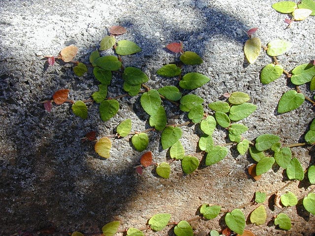 Ficus pumila