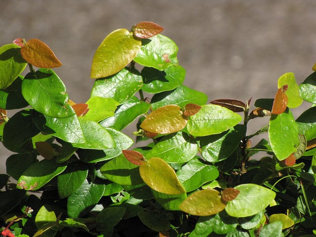Ficus pumila