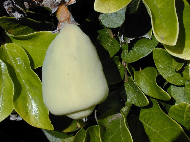 Ficus pumila