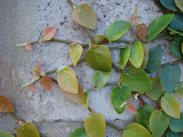 Ficus pumila