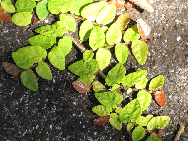 Ficus pumila