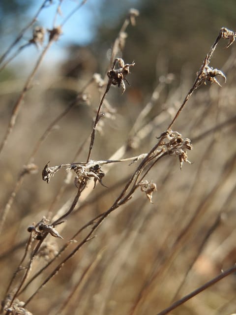 Cotonnière des champs