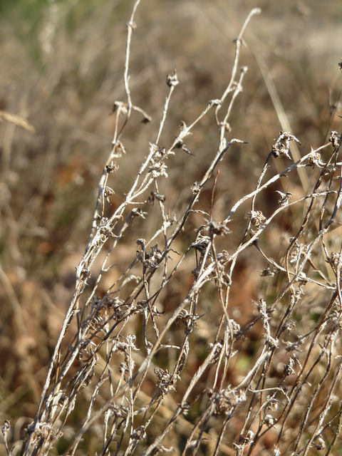 Cotonnière des champs