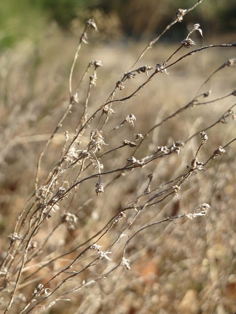 Cotonnière des champs