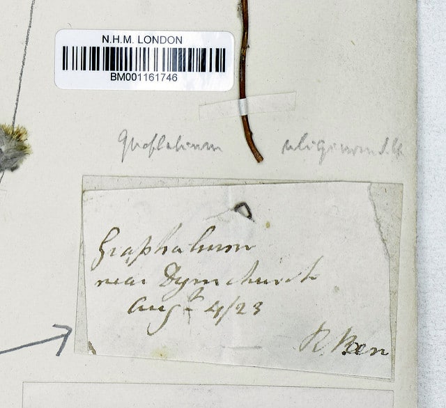 Coton de mer (Filago vulgaris)