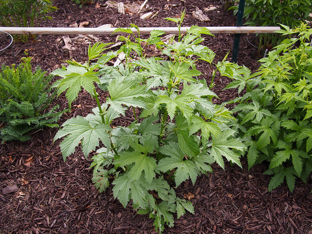 Filipendule palmée