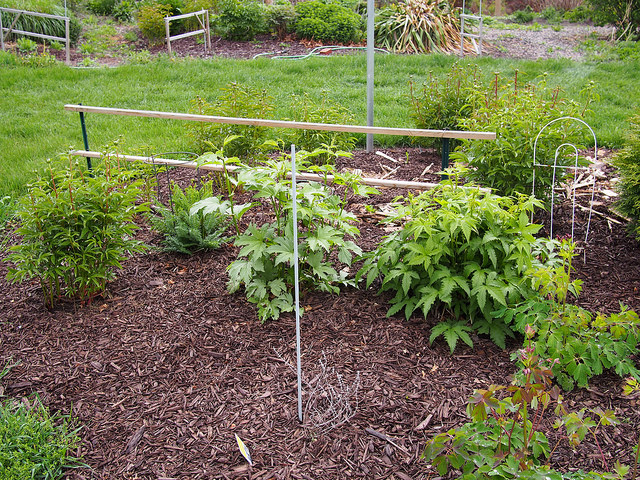 Filipendule palmée