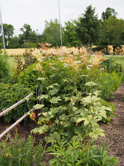 Filipendule palmée