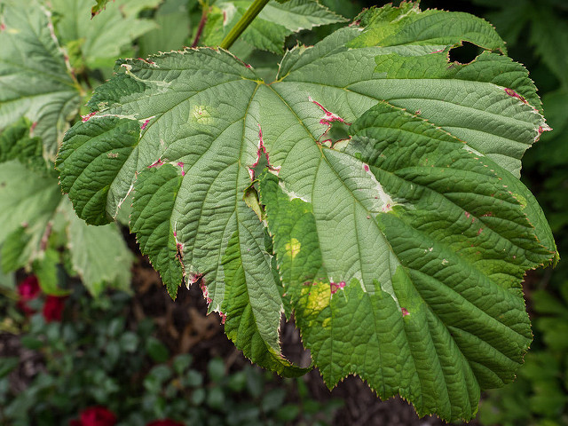Filipendule palmée