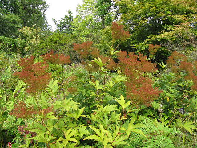 Filipendule rouge