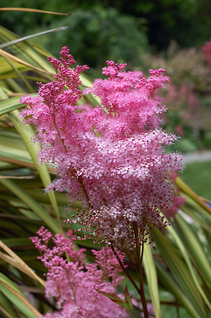 Filipendule rouge