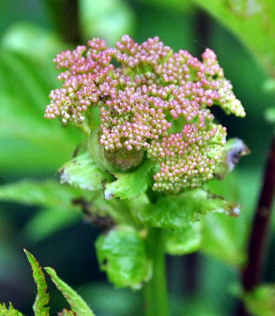 Filipendule rouge