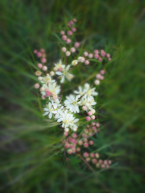 Spirée filipendule