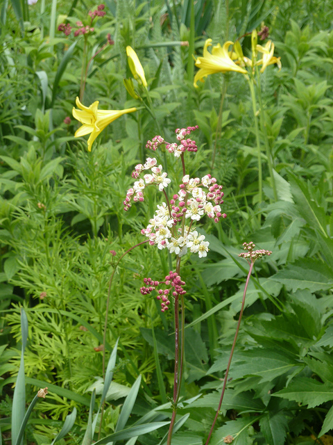 Spirée filipendule