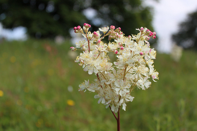 Spirée filipendule