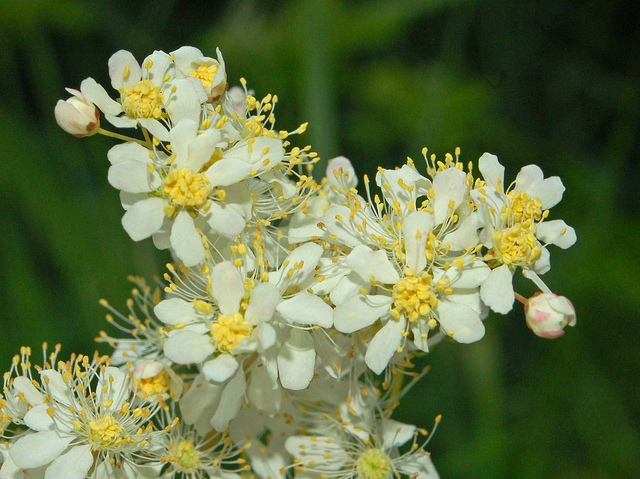 Spirée filipendule