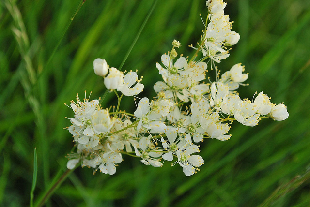 Spirée filipendule