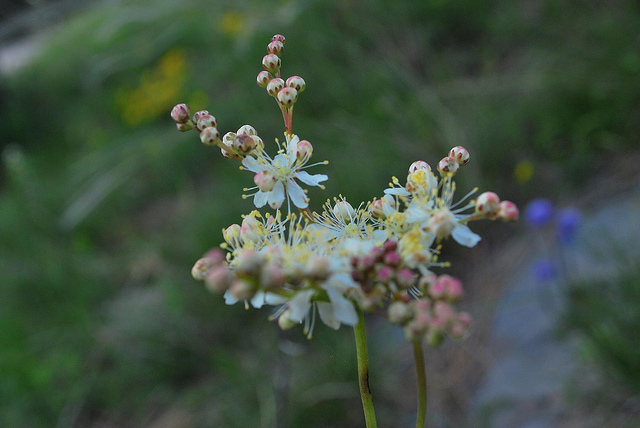 Spirée filipendule (Filipendula vulgaris)