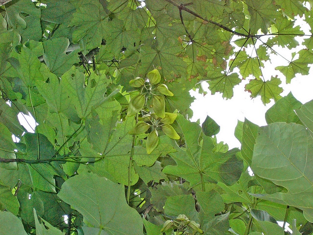 Firmiana simplex (Firmiana simplex)