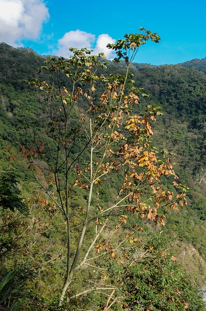 Firmiana simplex