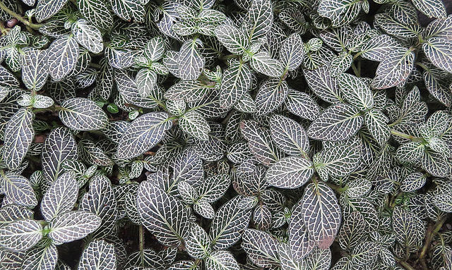 Fittonia albivenis