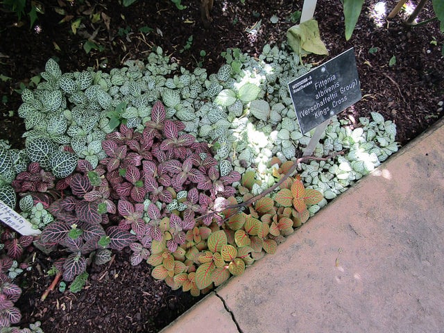 Fittonia albivenis