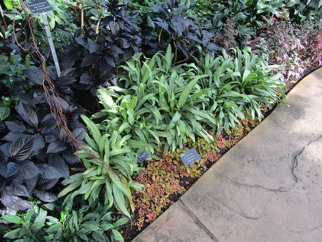 Fittonia albivenis