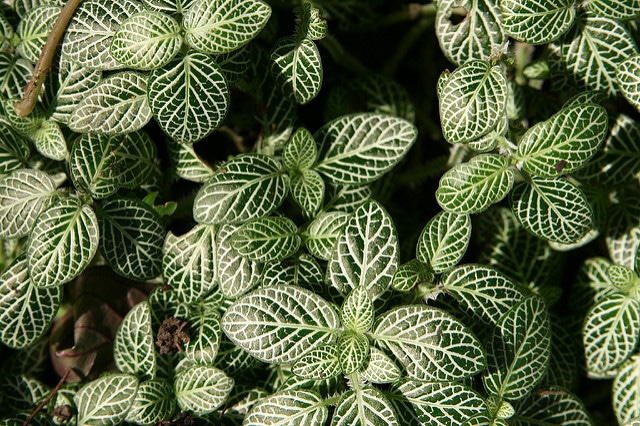 Fittonia albivenis