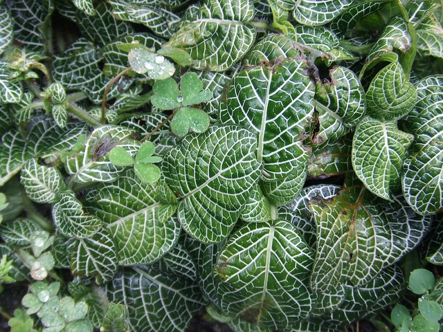 Fittonia albivenis