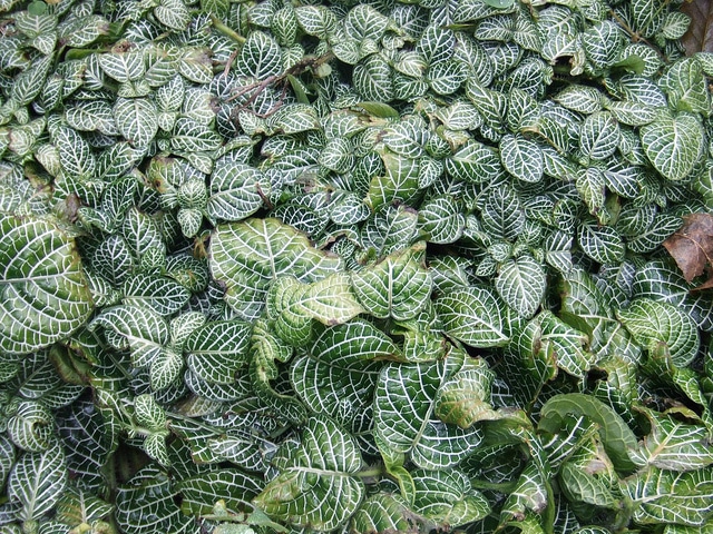 Fittonia albivenis (Fittonia albivenis)