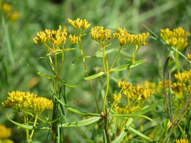 Flaveria linearis (Flaveria linearis)