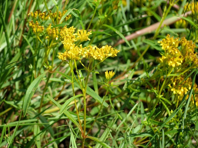 Flaveria linearis