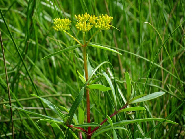 Flaveria linearis