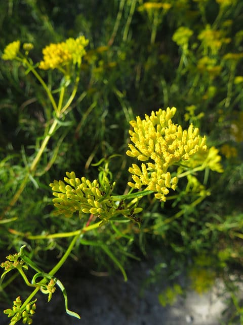 Flaveria linearis