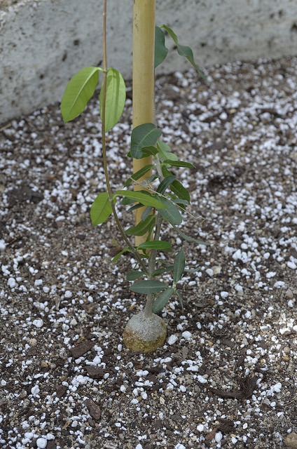 Fockea edulis (Fockea edulis)