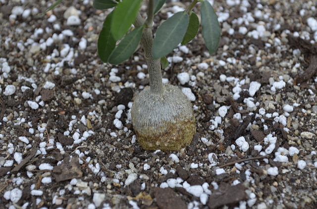 Fockea edulis