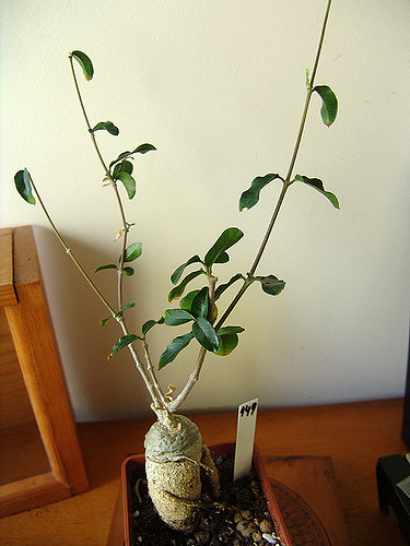 Fockea edulis