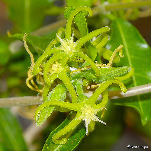 Fockea edulis