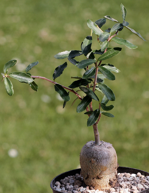 Fockea edulis