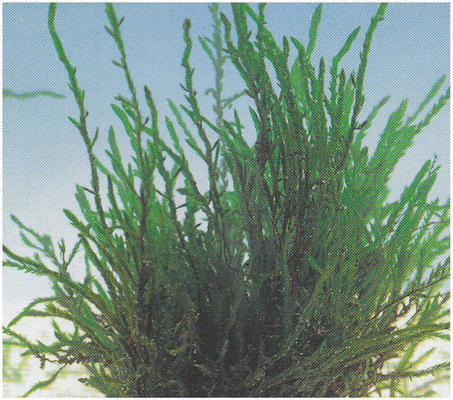 Fontinale commune (Fontinalis antipyretica)