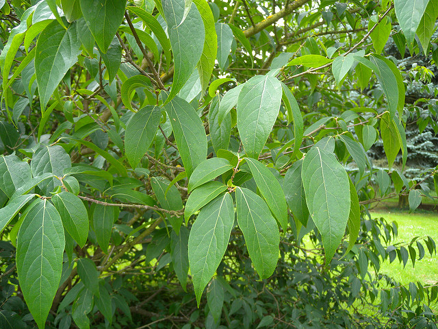 Forestiera acuminata
