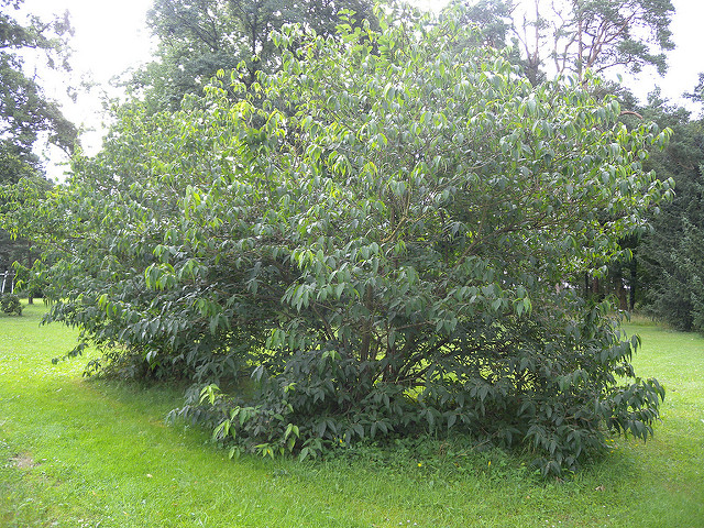 Forestiera acuminata