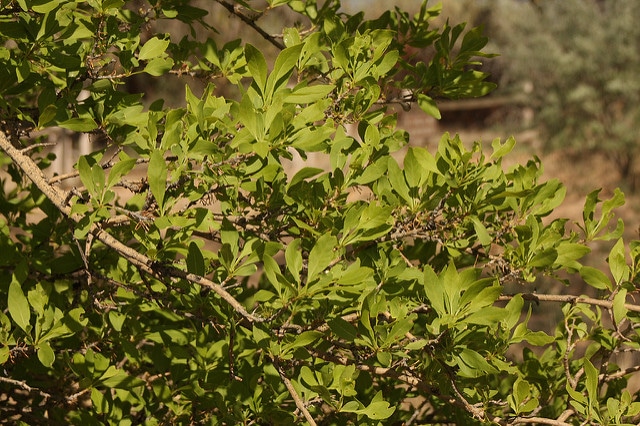 Forestiera neomexicana