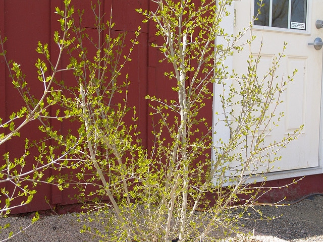 Forestiera neomexicana