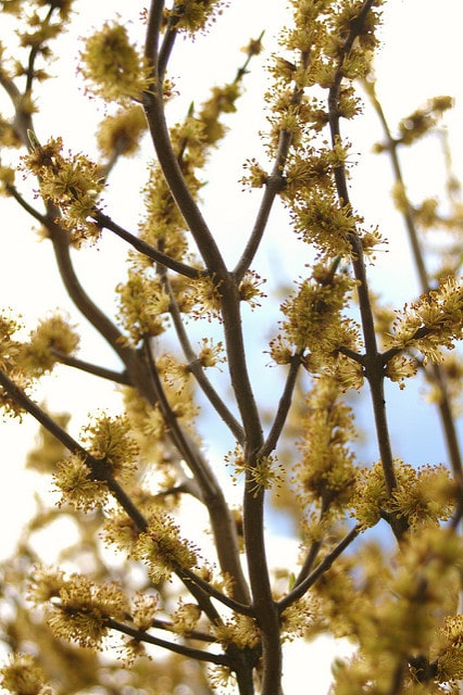 Forestiera neomexicana