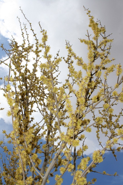 Forestiera neomexicana