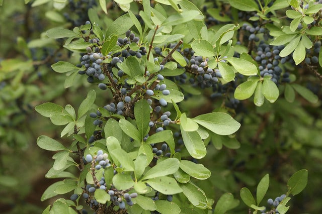 Forestiera pubescens